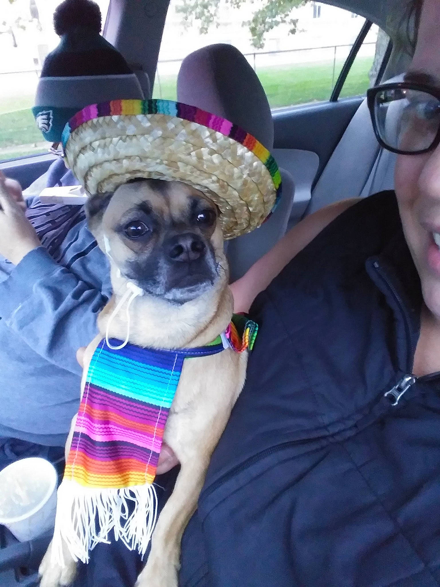 Rocky joined the competition — help win amazing prizes! car, carnivore, collar, companion_dog, dog, dog_breed, dog_collar, eyewear, fashion_accessory, fawn, fur, hat, pet_supply, pug, snout, sporting_group, sun_hat, toy_dog, working_animal, wrinkle