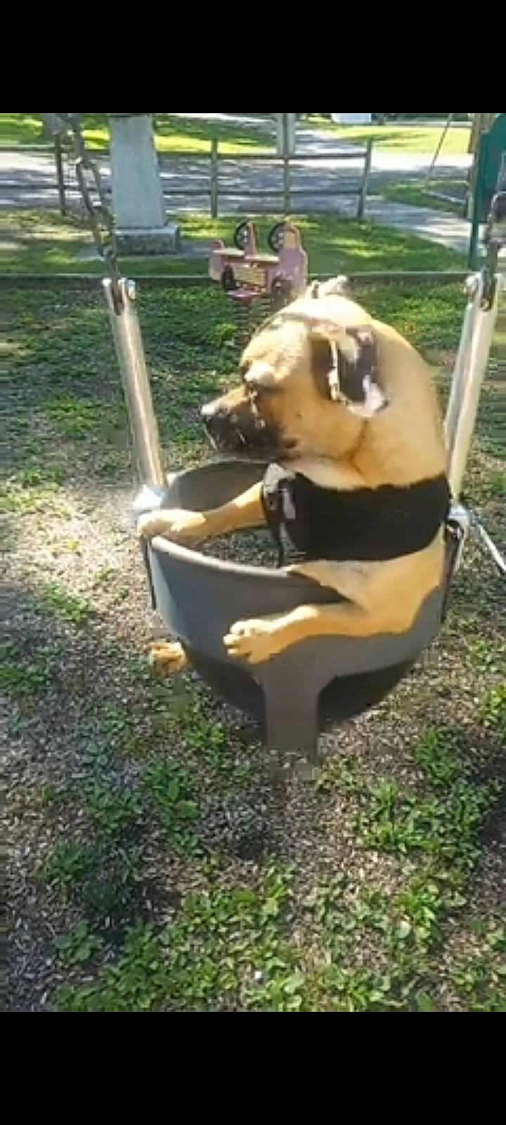 Rocky is registered to the contest to win money with this photo: baby_products, carnivore, chair, companion_dog, dog, dog_breed, fawn, garden, grass, leisure, metal, outdoor_furniture, pet_supply, recreation, sitting, sporting_group, working_animal, yard