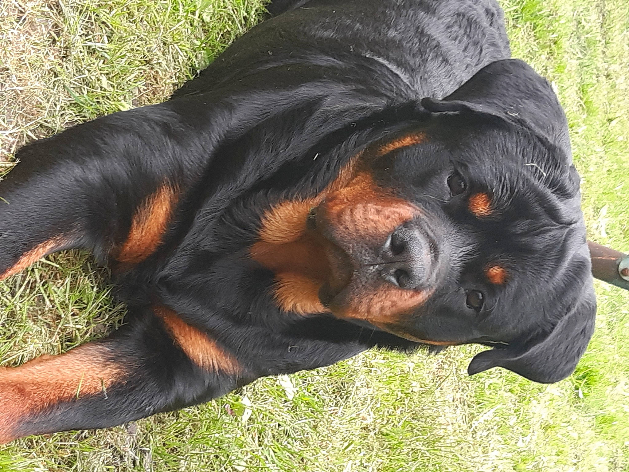 Outch participe au concours pour gagner de l'argent avec cette photo : canidae, carnivore, companion_dog, dog, dog_breed, grass, guard_dog, hound, hunting_dog, plant, snout, sporting_group, terrestrial_animal, working_dog