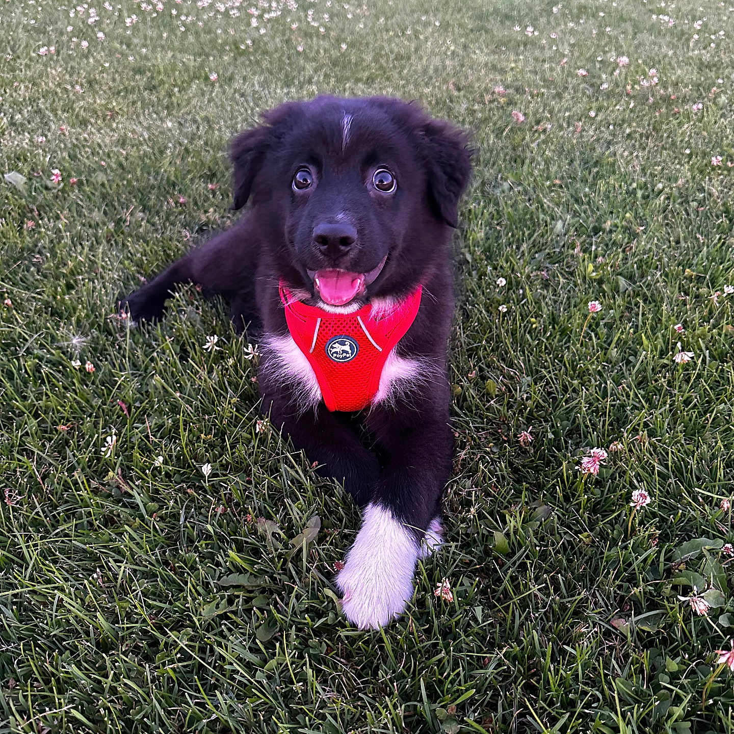 Atlas is registered to the contest to win money with this photo: accessories, animal, canine, collar, dog, field, flower, grass, grassland, hound, labradorretriever, lawn, leash, nature, outdoors, park, pet, plant, puppy, strap