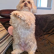 Oly participe au concours pour gagner de l'argent avec cette photo : animal, companion, couch, cozy, cream_color, cute, dog, domestic, fluffy, fur, home, indoor, looking_up, mirror, pet, pillow, relaxed, sitting, small_dog, window