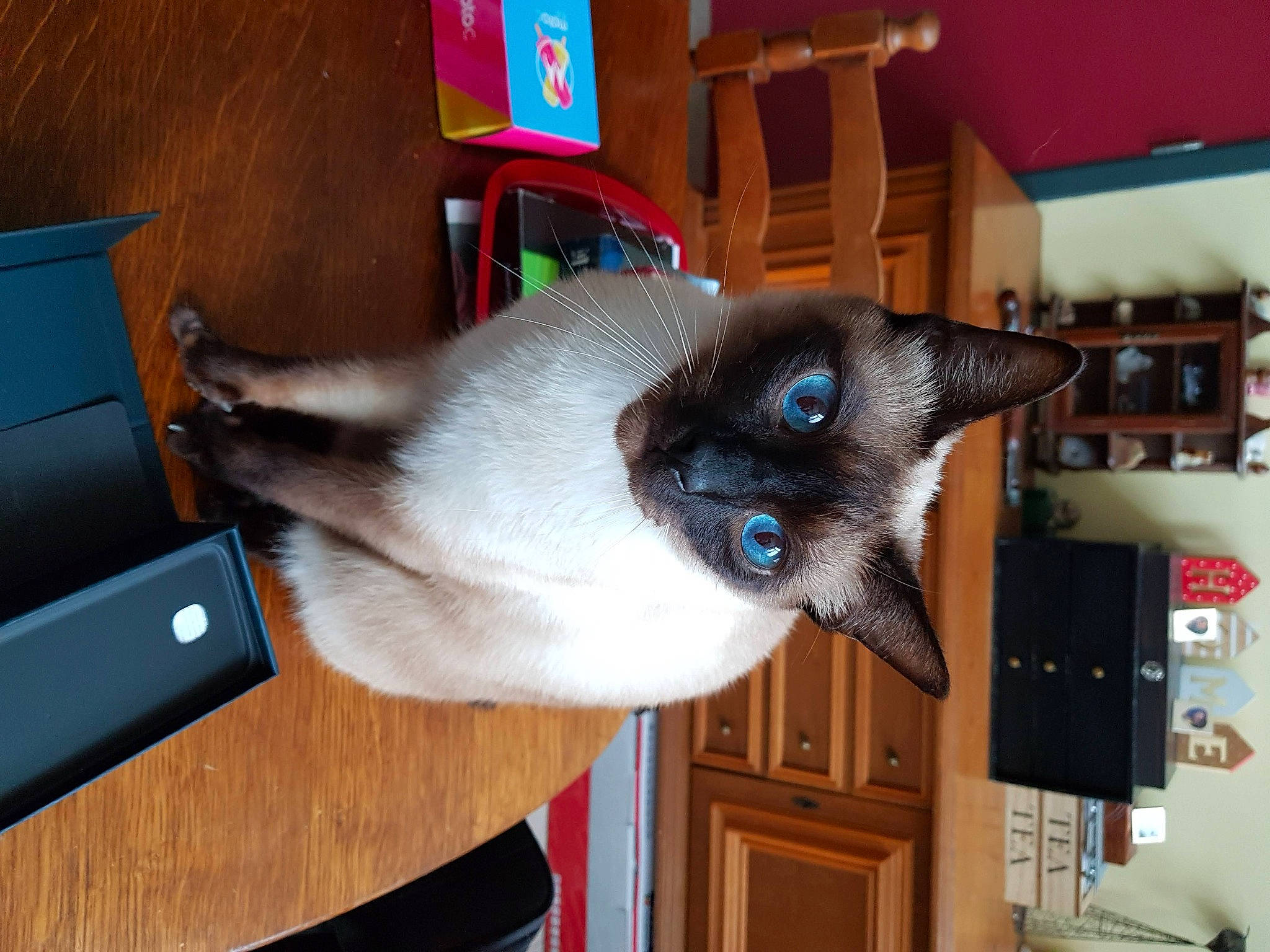 Peluche participe au concours pour gagner de l'argent avec cette photo : balinese, carnivore, cat, chair, domestic_short_haired_cat, fawn, felidae, flooring, fur, hardwood, room, siamese, small_to_medium_sized_cats, table, tail, thai, tonkinese, whiskers, wood