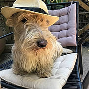 Ouzo participe au concours pour gagner de l'argent avec cette photo : dog, hat, straw_hat, outdoor, chair, cushion, pet, animal, fluffy, beige, relaxed, garden, furniture, canine, summer, sunlight, portrait, cute, domestic_animal, sitting