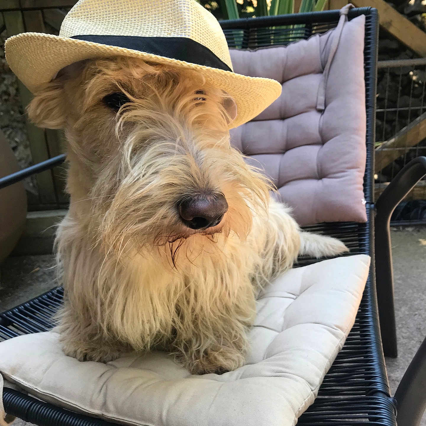 Ouzo participe au concours pour gagner de l'argent avec cette photo : animal, beige, canine, chair, cushion, cute, dog, domestic_animal, fluffy, furniture, garden, hat, outdoor, pet, portrait, relaxed, sitting, straw_hat, summer, sunlight