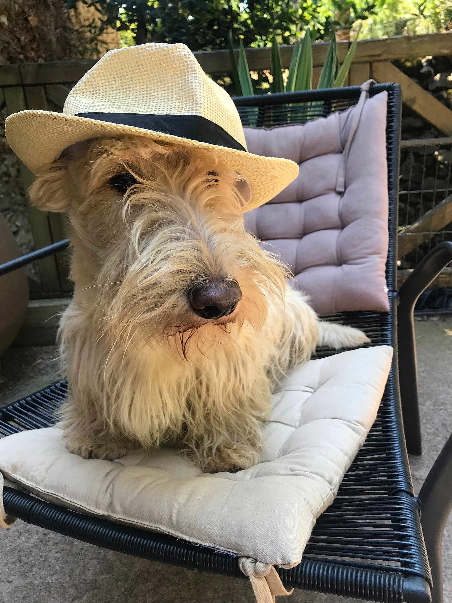Ouzo participe au concours pour gagner de l'argent avec cette photo : dog, hat, straw_hat, outdoor, chair, cushion, pet, animal, fluffy, beige, relaxed, garden, furniture, canine, summer, sunlight, portrait, cute, domestic_animal, sitting