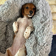 Daisy joined the competition — help win amazing prizes! dog, puppy, pet, plush_bed, fluffy, cozy, lying_on_back, belly_up, paws, spotted_paws, cute, indoor, fur, nose, whiskers, sleeping_area, blanket, toy_corner, relaxed, looking_at_camera