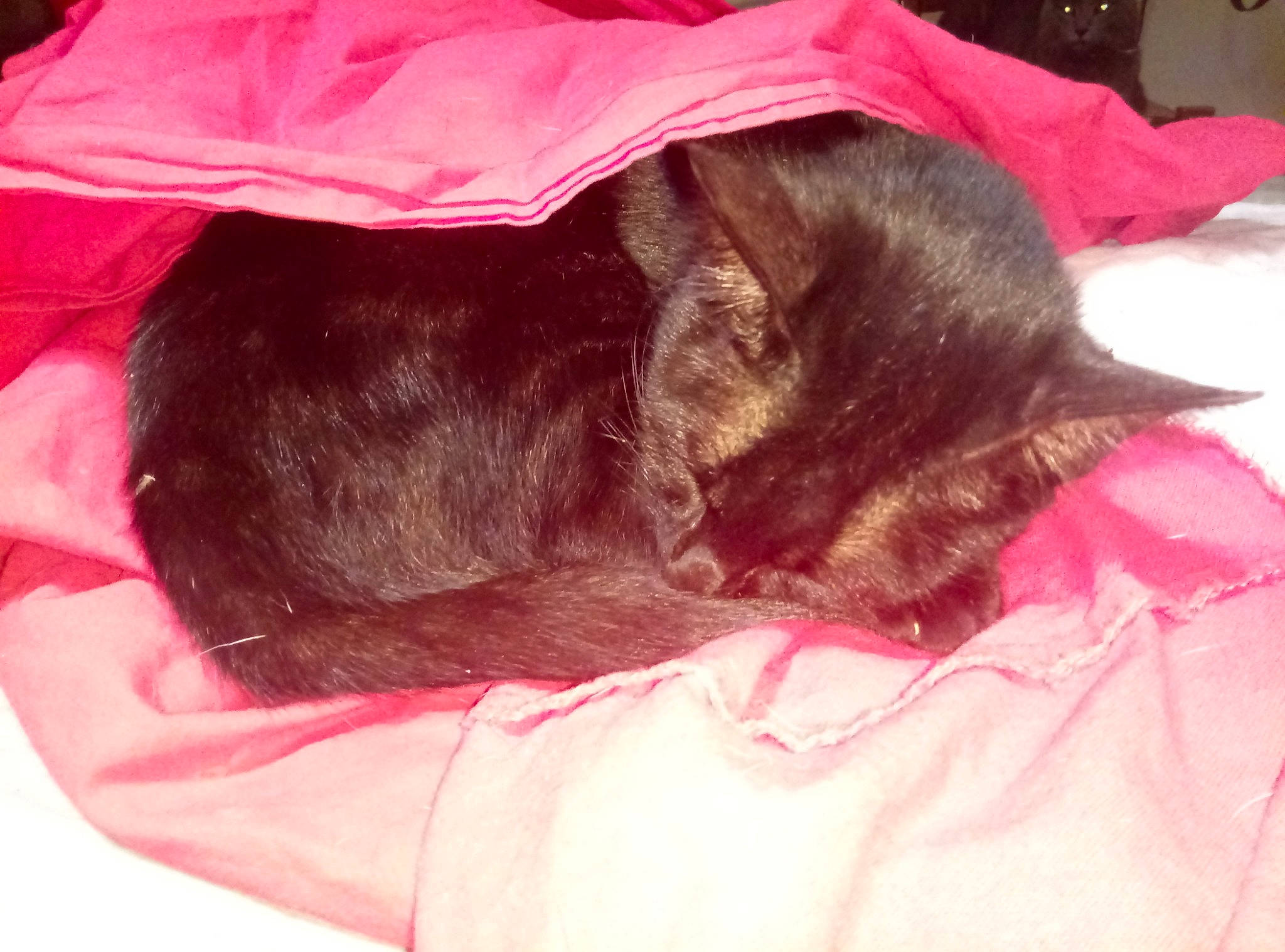 Opéra participe au concours pour gagner de l'argent avec cette photo : black_cat, black_hair, brown_hair, carnivore, cat, ear, felidae, fur, hair, human, kitten, long_hair, magenta, nap, pink, skin, sleep, small_to_medium_sized_cats, snout, whiskers