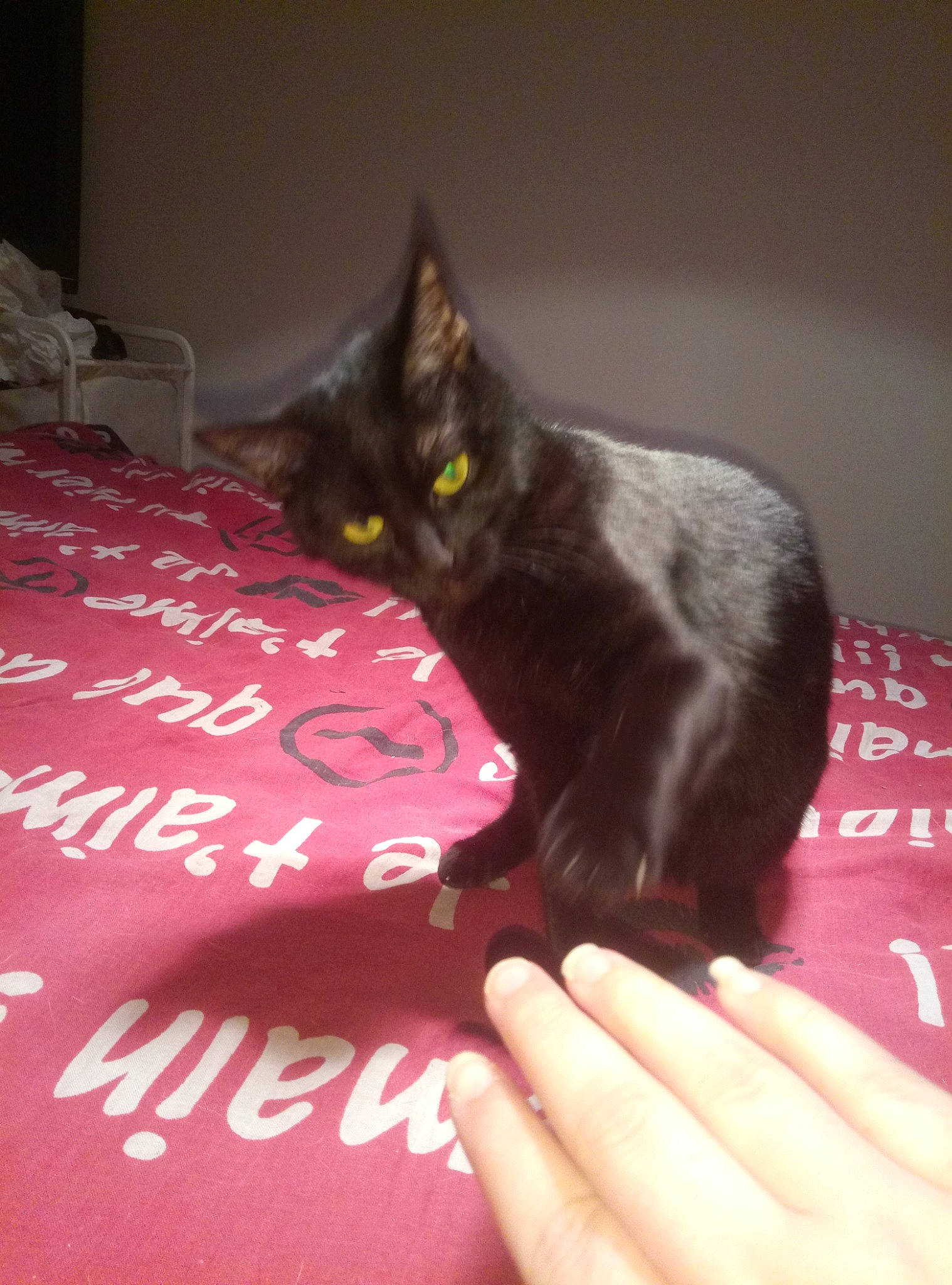 Opéra a rejoint le concours — aidez-le/la à gagner de superbes lots ! asian, bed_sheet, black_cat, bombay, carnivore, cat, domestic_short_haired_cat, felidae, havana_brown, korat, linens, pink, room, russian_blue, small_to_medium_sized_cats, whiskers