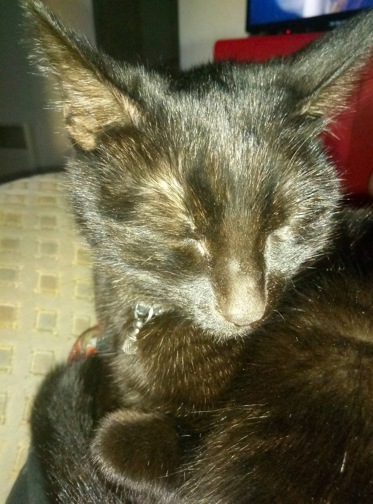 Opéra participe au concours pour gagner de l'argent avec cette photo : asian, carnivore, cat, domestic_short_haired_cat, ear, felidae, fur, kitten, small_to_medium_sized_cats, snout, tabby_cat, whiskers