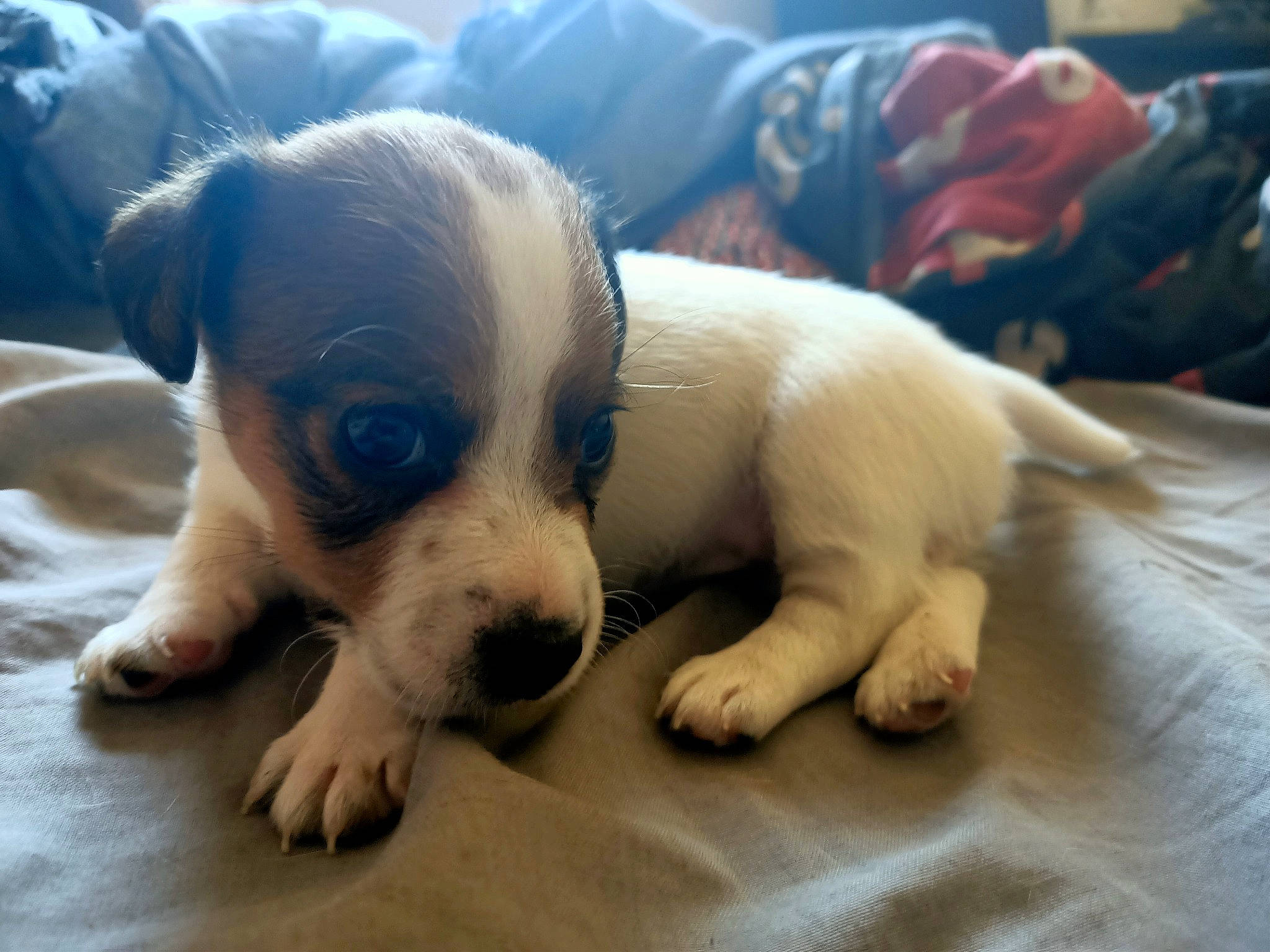 Raven a rejoint le concours — aidez-le/la à gagner de superbes lots ! canidae, carnivore, companion_dog, danish_swedish_farmdog, dog, dog_breed, fawn, jack_russell_terrier, mammal, parson_russell_terrier, puppy, puppy_love, ratonero_bodeguero_andaluz, russell_terrier, snout, sporting_group, treeing_feist, vertebrate