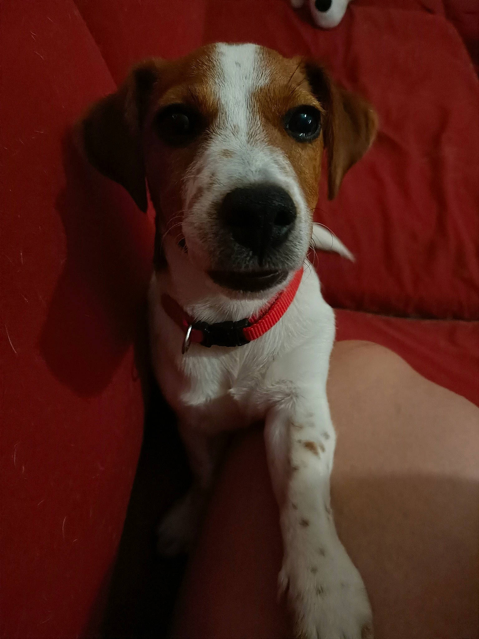 Raven a rejoint le concours — aidez-le/la à gagner de superbes lots ! american_foxhound, beagle, canidae, carnivore, companion_dog, danish_swedish_farmdog, dog, dog_breed, feist, harrier, irishjacks, jack_russell_terrier, mammal, miniature_fox_terrier, parson_russell_terrier, puppy, russell_terrier, snout, sporting_group, vertebrate