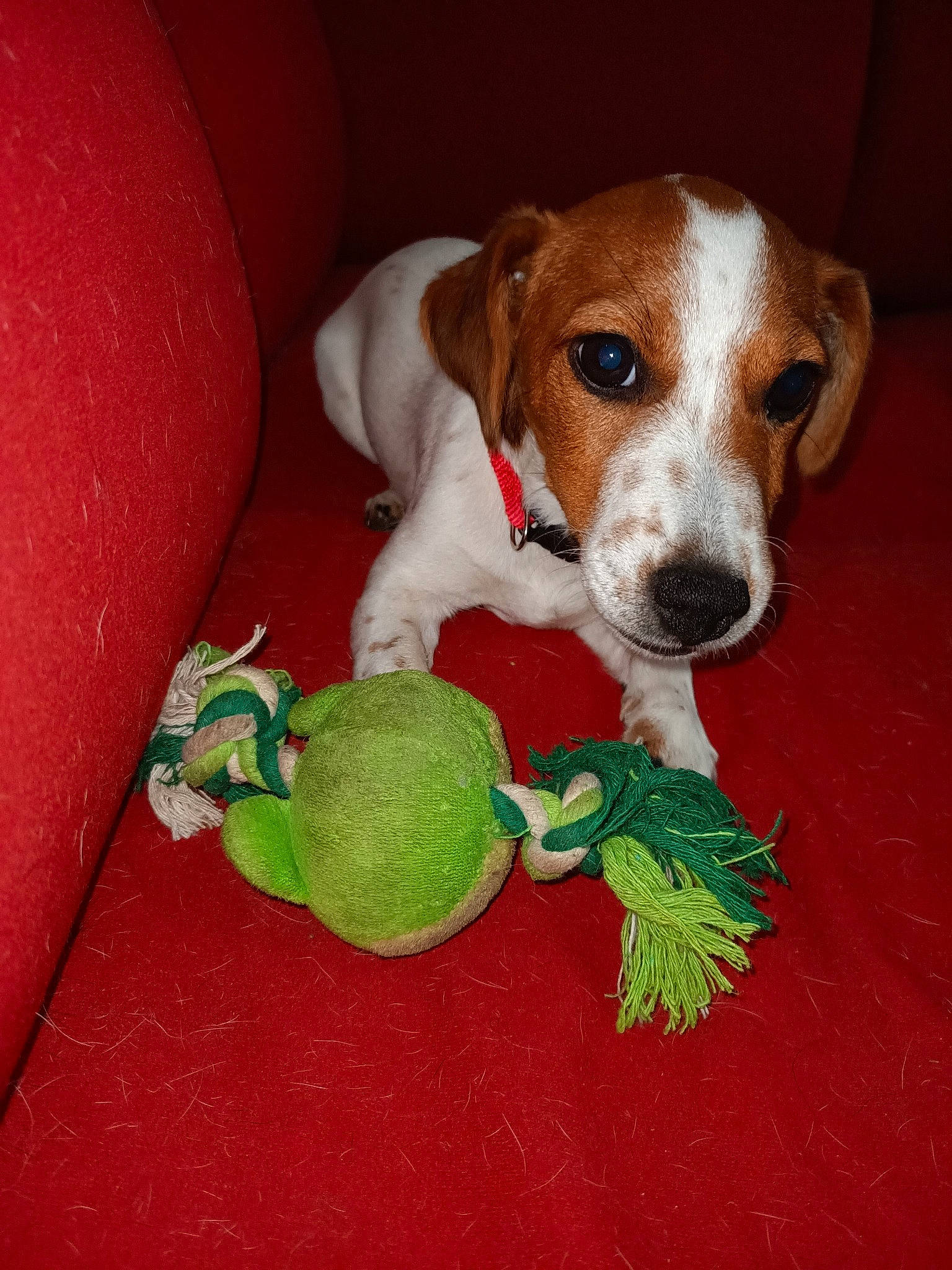 Raven a rejoint le concours — aidez-le/la à gagner de superbes lots ! beagle, braque_saint_germain, canidae, carnivore, companion_dog, dog, dog_breed, english_coonhound, finnish_hound, harrier, jack_russell_terrier, mammal, parson_russell_terrier, pocket_beagle, rare_breed_dog, russell_terrier, snout, sporting_group, treeing_feist, vertebrate