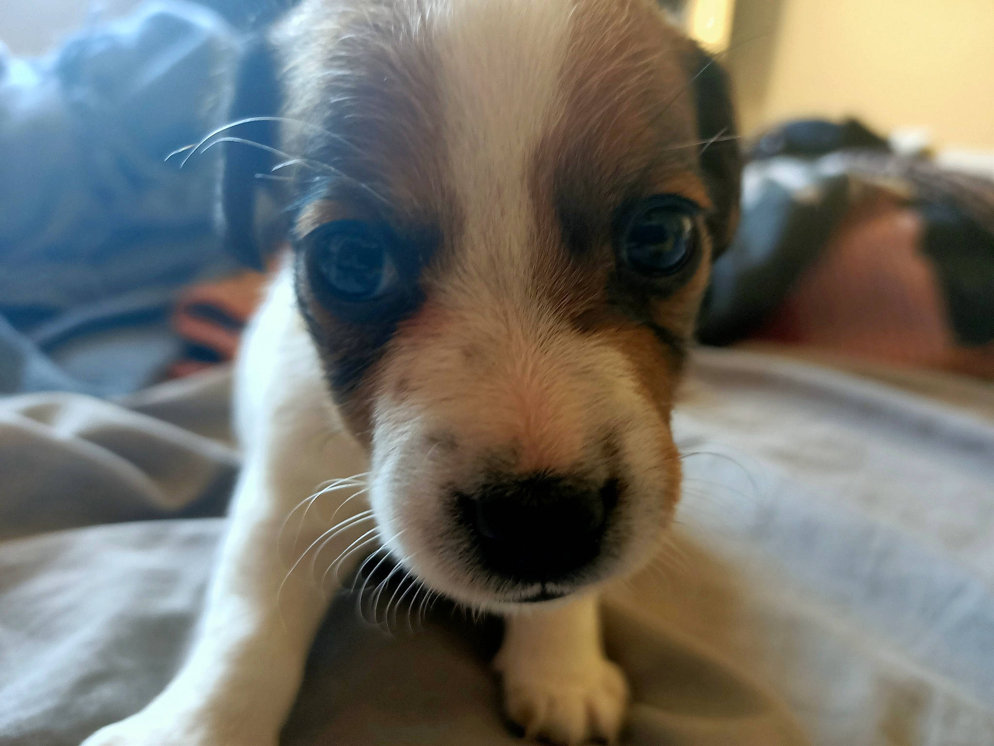 Raven a rejoint le concours — aidez-le/la à gagner de superbes lots ! canidae, carnivore, companion_dog, dog, dog_breed, eye, mammal, nose, puppy, puppy_love, rare_breed_dog, snout, sporting_group, vertebrate, whiskers