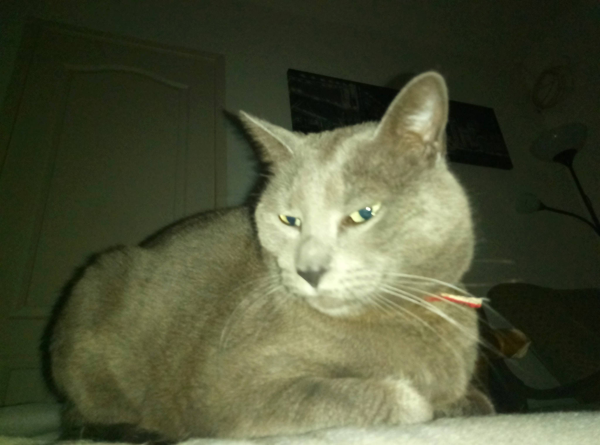 Myrtille a rejoint le concours — aidez-le/la à gagner de superbes lots ! asian, australian_mist, burmese, burmilla, carnivore, cat, chartreux, domestic_short_haired_cat, european_shorthair, fawn, felidae, korat, mammal, nebelung, russian_blue, small_to_medium_sized_cats, snout, tabby_cat, vertebrate, whiskers