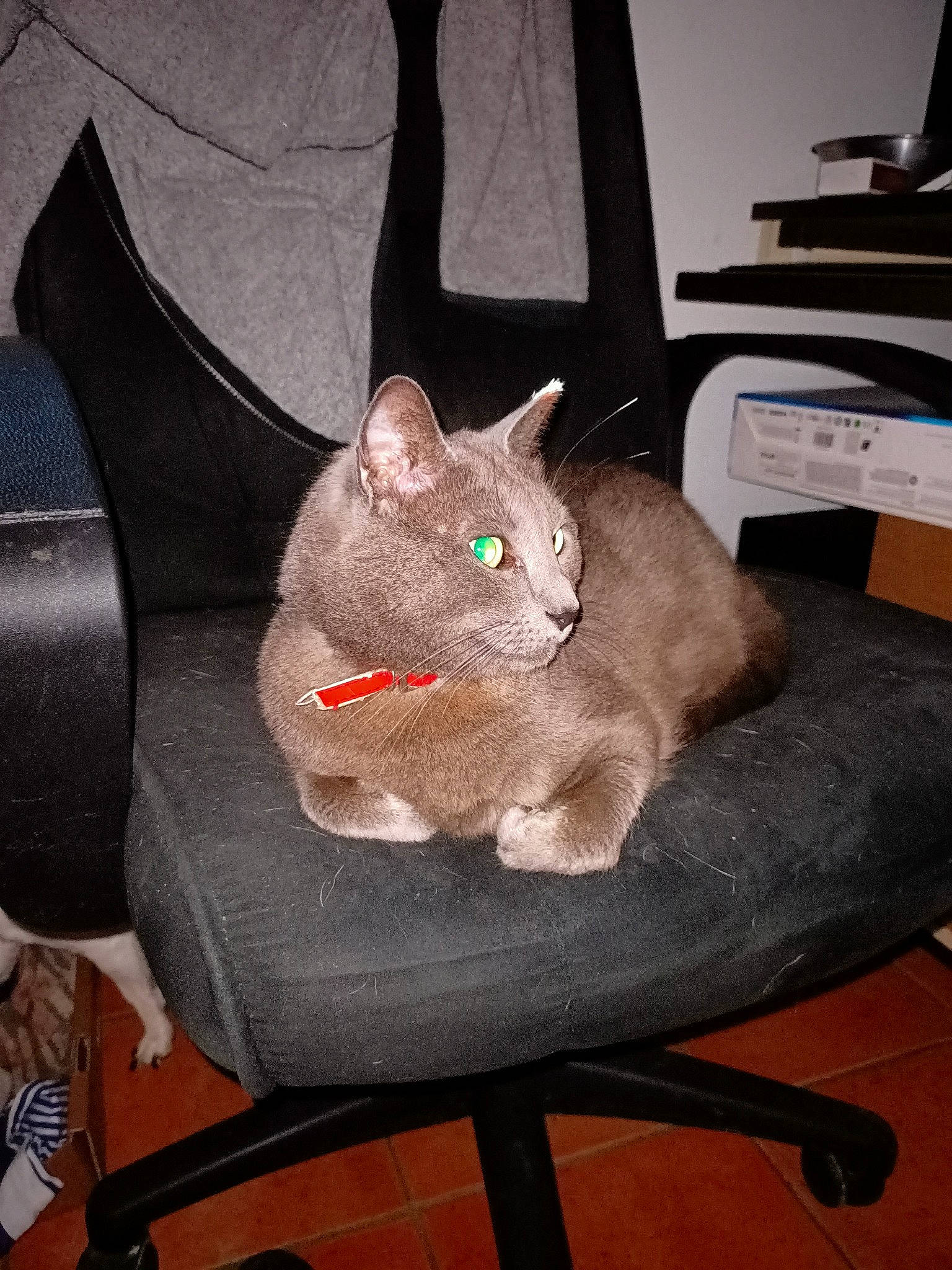 Myrtille participe au concours pour gagner de l'argent avec cette photo : asian, british_shorthair, carnivore, cat, chair, chartreux, domestic_short_haired_cat, fawn, felidae, korat, mammal, nebelung, russian_blue, small_to_medium_sized_cats, whiskers