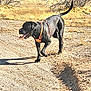 Ozzy is registered to the contest to win money with this photo: dog, black_dog, orange_harness, outdoor, trail, dry_bushes, sunny, walking, tongue_out, tail_up, canine, pet, nature, desert, animal, daylight, mammal, active, happy, exploring