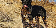 Ozzy is registered to the contest to win money with this photo: dog, black_dog, desert, dry_bush, rocky_ground, sunny_day, blue_sky, tree, animal, outdoor, pet, tongue_out, nature, canine, landscape, wildlife, sunlight, shadow, standing, arid