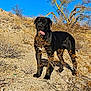 dog, black_dog, desert, dry_bush, rocky_ground, sunny_day, blue_sky, tree, animal, outdoor, pet, tongue_out, nature, canine, landscape, wildlife, sunlight, shadow, standing, arid