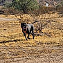 Ozzy is registered to the contest to win money with this photo: dog, black_dog, running, harness, desert, dry_grass, bushes, tree, mountains, outdoor, sunny, nature, animal, pet, canine, landscape, trail, daytime, happy, active