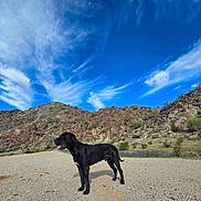 Ozzy joined the competition — help win amazing prizes! dog, black_dog, outdoor, desert, rocky_hills, blue_sky, clouds, sunny, pet, animal, standing, nature, landscape, tongue_out, canine, summer, daytime, trail, scenic, adventure