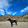 dog, black_dog, outdoor, desert, rocky_hills, blue_sky, clouds, sunny, pet, animal, standing, nature, landscape, tongue_out, canine, summer, daytime, trail, scenic, adventure