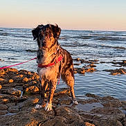 Laya a rejoint le concours — aidez-le/la à gagner de superbes lots ! dog, sea, rocks, water, sunset, sky, leash, outdoor, animal, pet, nature, coast, waves, sunlight, beach, canine, fur, standing, scenic, landscape