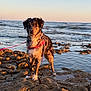 dog, sea, rocks, water, sunset, sky, leash, outdoor, animal, pet, nature, coast, waves, sunlight, beach, canine, fur, standing, scenic, landscape