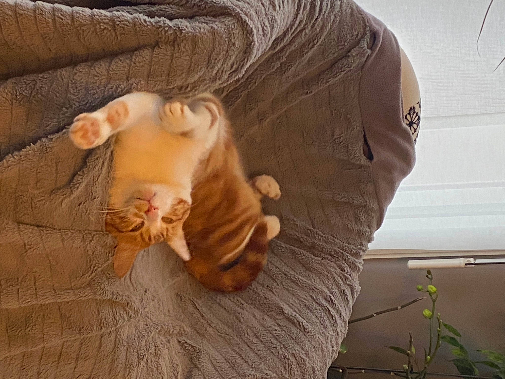 Oby Wan a rejoint le concours — aidez-le/la à gagner de superbes lots ! abdomen, art, comfort, eye, eyelash, fawn, felidae, finger, flooring, fur, gesture, grass, hand, happy, jaw, sitting, snout, sunglasses, wood, wrinkle