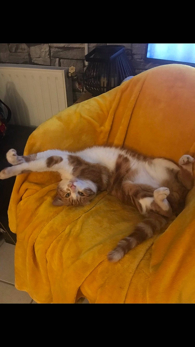 Oby Wan a rejoint le concours — aidez-le/la à gagner de superbes lots ! bored, canidae, carnivore, cat, chair, comfort, companion_dog, dog_breed, fawn, felidae, furniture, hardwood, mammal, paw, small_to_medium_sized_cats, snout, sporting_group, tail, whiskers, wood