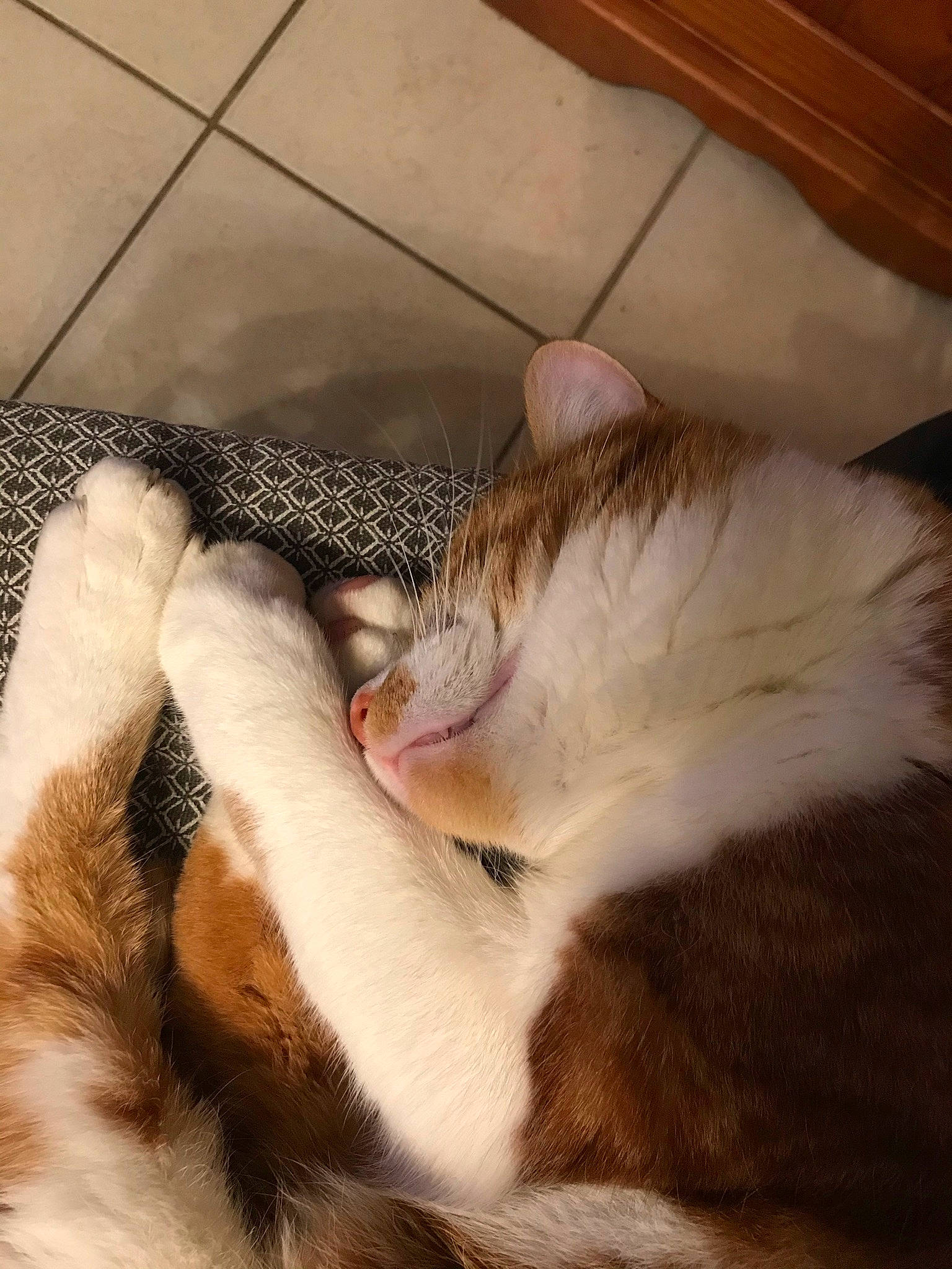 Oby Wan a rejoint le concours — aidez-le/la à gagner de superbes lots ! carnivore, cat, claw, cloud, comfort, domestic_short_haired_cat, ear, fawn, felidae, foot, fur, human_leg, love, nap, paw, small_to_medium_sized_cats, snout, tail, whiskers, wood