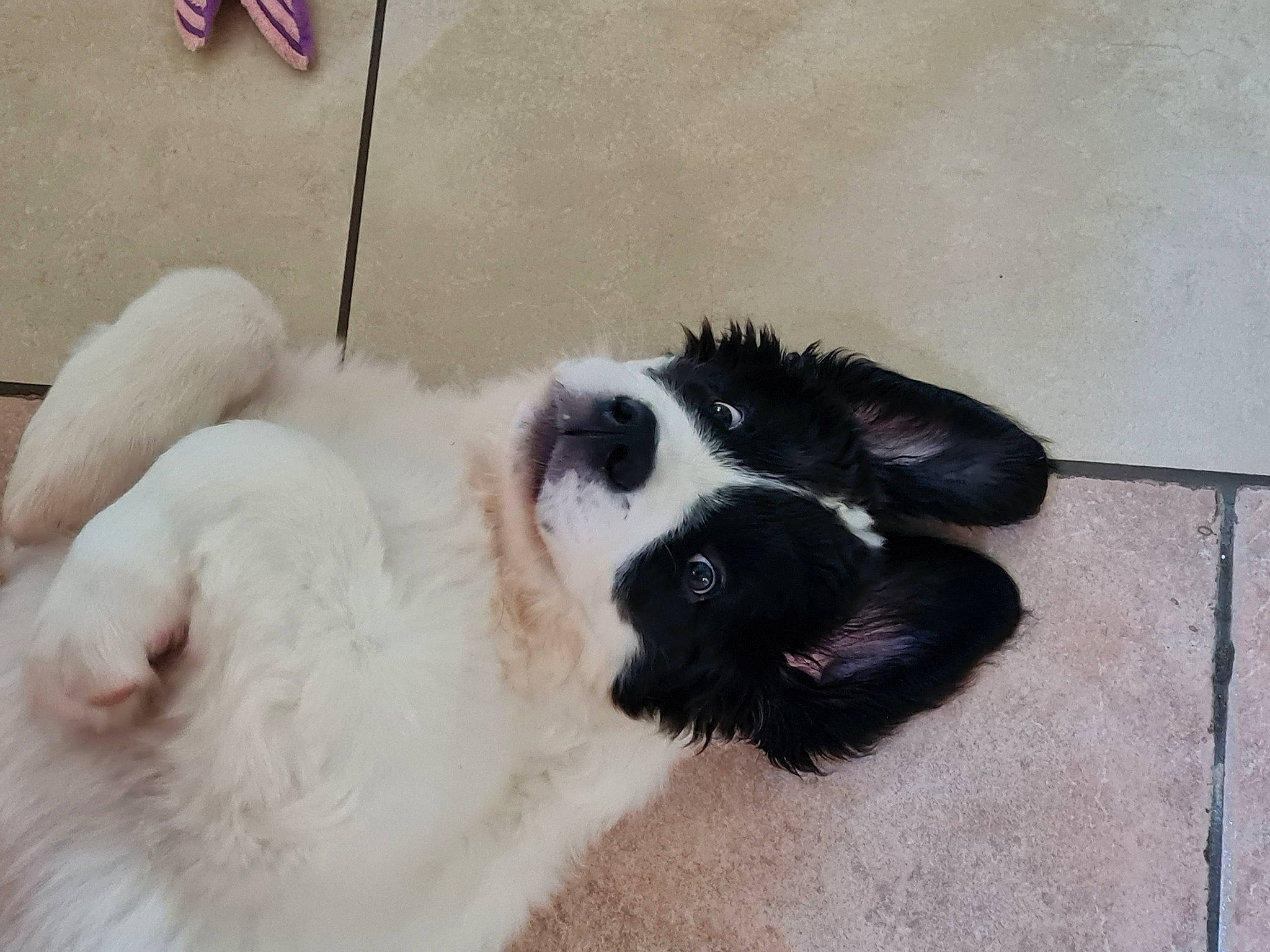 Teeyah participe au concours pour gagner de l'argent avec cette photo : art, canidae, carnivore, companion_dog, dog, dog_breed, fur, landseer, paw, snout, sporting_group, tail, terrestrial_animal, texas_heeler, whiskers, working_animal, working_dog