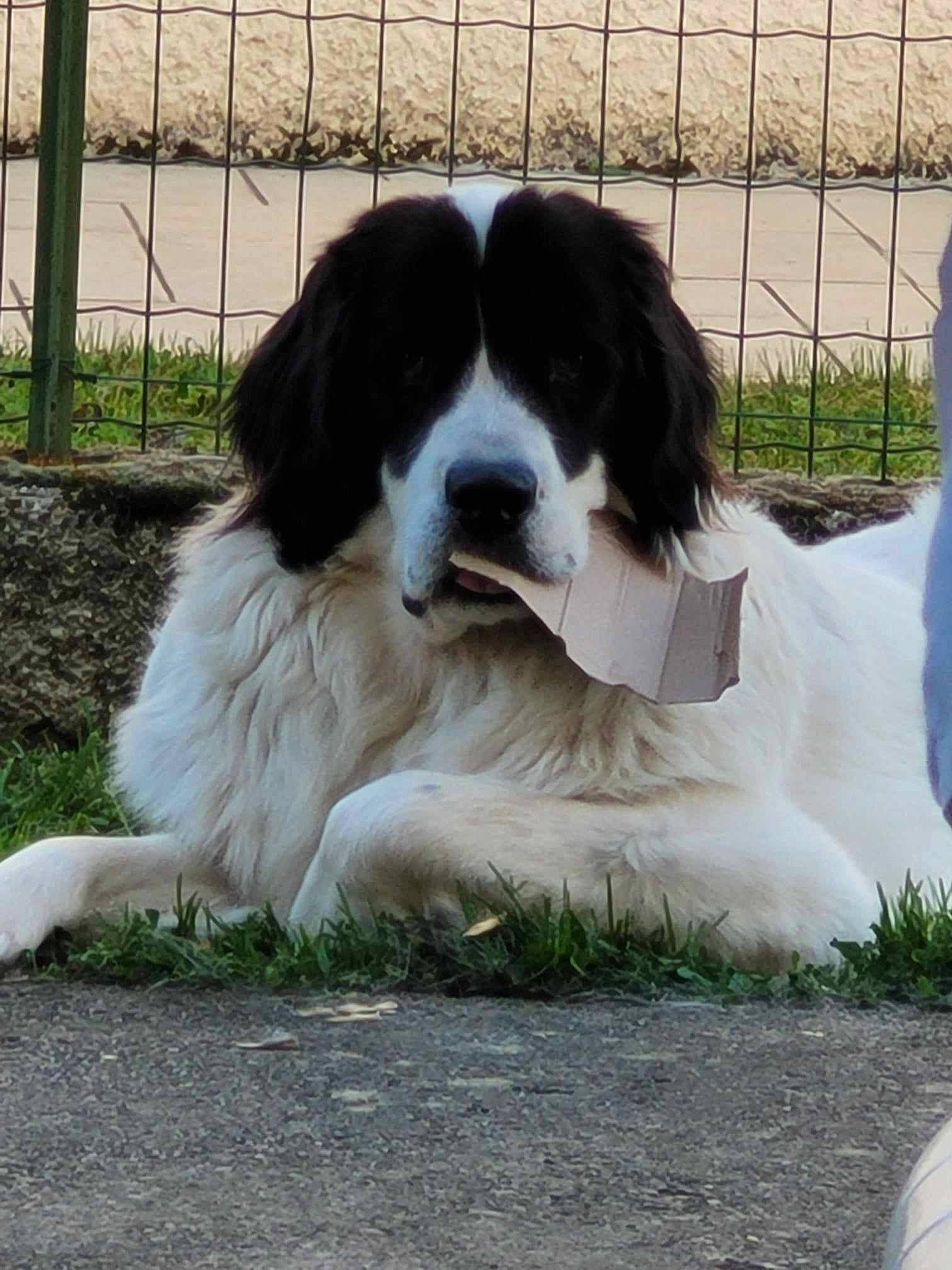 Teeyah participe au concours pour gagner de l'argent avec cette photo : ancient_dog_breeds, canidae, carnivore, companion_dog, dog, dog_breed, dog_supply, fence, fur, grass, gun_dog, king_charles_spaniel, mesh, plant, snout, sporting_group, terrestrial_animal, whiskers, working_animal, working_dog