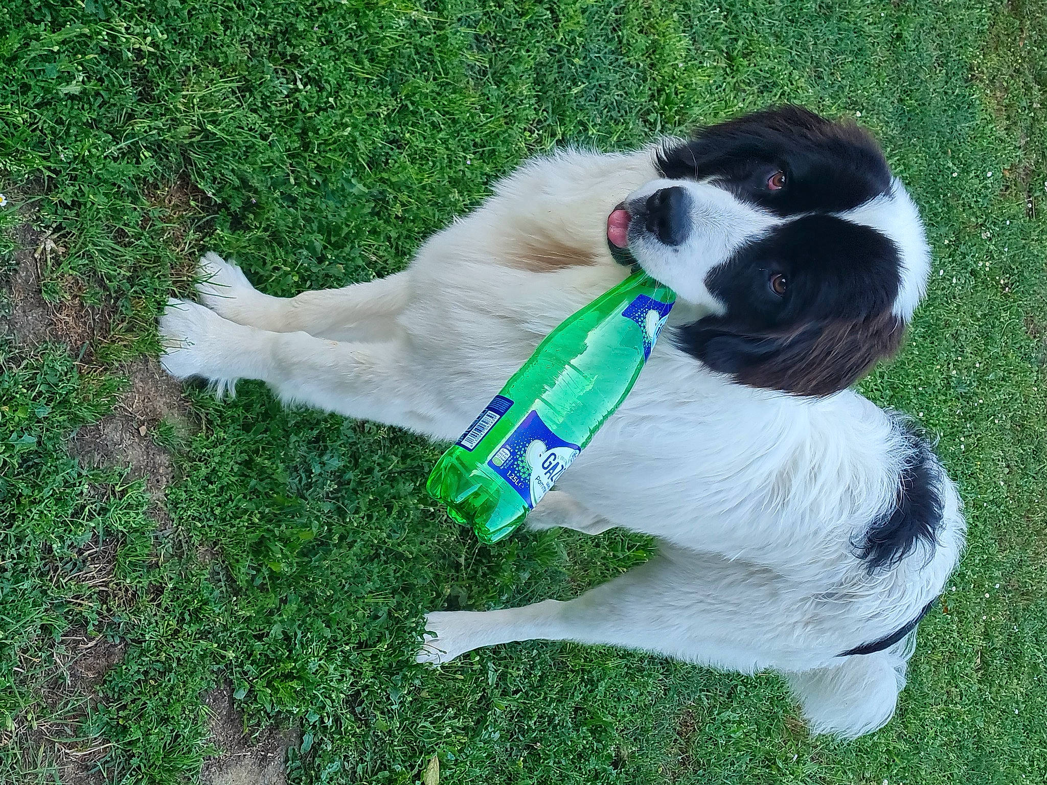 Teeyah participe au concours pour gagner de l'argent avec cette photo : canidae, carnivore, collar, companion_dog, dog, dog_breed, dog_collar, dog_supply, fawn, fur, grass, leash, non_sporting_group, pet_supply, snout, sporting_group, tail, working_dog