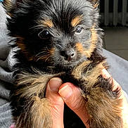 Aloha participe au concours pour gagner de l'argent avec cette photo : puppy, dog, black_fur, brown_fur, fluffy, pet, cute, hands, holding, close_up, ears, nose, eyes, indoor, soft_light, adorable, small, fur, animal, young