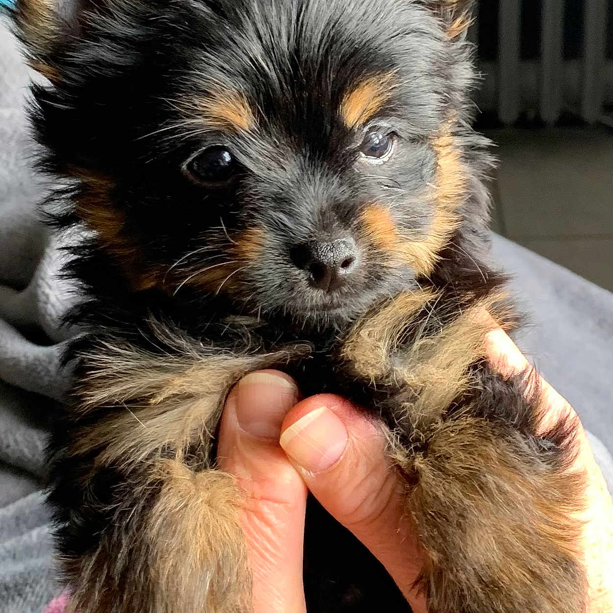 Aloha participe au concours pour gagner de l'argent avec cette photo : adorable, animal, black_fur, brown_fur, close_up, cute, dog, ears, eyes, fluffy, fur, hands, holding, indoor, nose, pet, puppy, small, soft_light, young