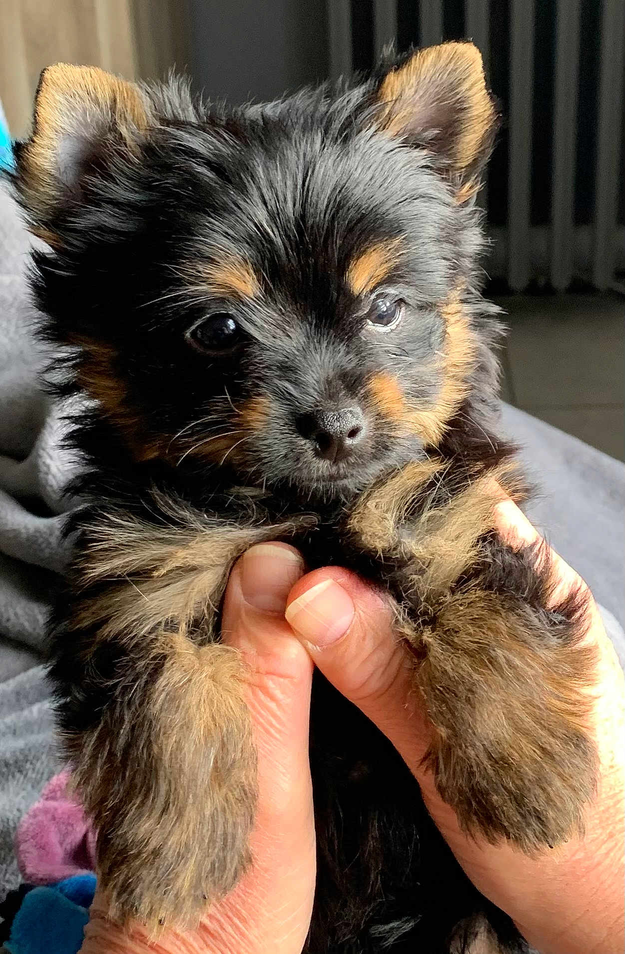 Aloha participe au concours pour gagner de l'argent avec cette photo : puppy, dog, black_fur, brown_fur, fluffy, pet, cute, hands, holding, close_up, ears, nose, eyes, indoor, soft_light, adorable, small, fur, animal, young