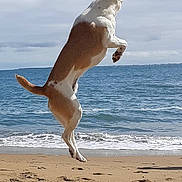 Spoul a rejoint le concours — aidez-le/la à gagner de superbes lots ! dog, beach, jumping, sand, ocean, sky, outdoor, animal, pet, water, playful, sunlight, daytime, nature, canine, motion, happy, summer, waves, fun