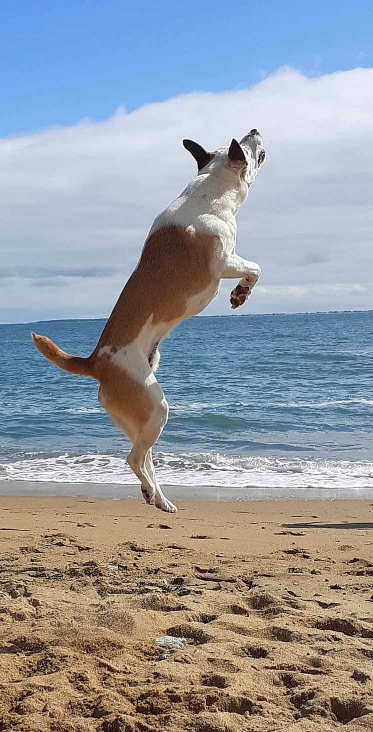 Spoul a rejoint le concours — aidez-le/la à gagner de superbes lots ! dog, beach, jumping, sand, ocean, sky, outdoor, animal, pet, water, playful, sunlight, daytime, nature, canine, motion, happy, summer, waves, fun