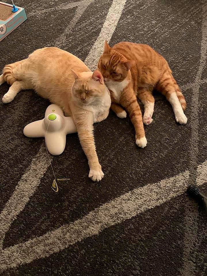 Maxx And Harley
