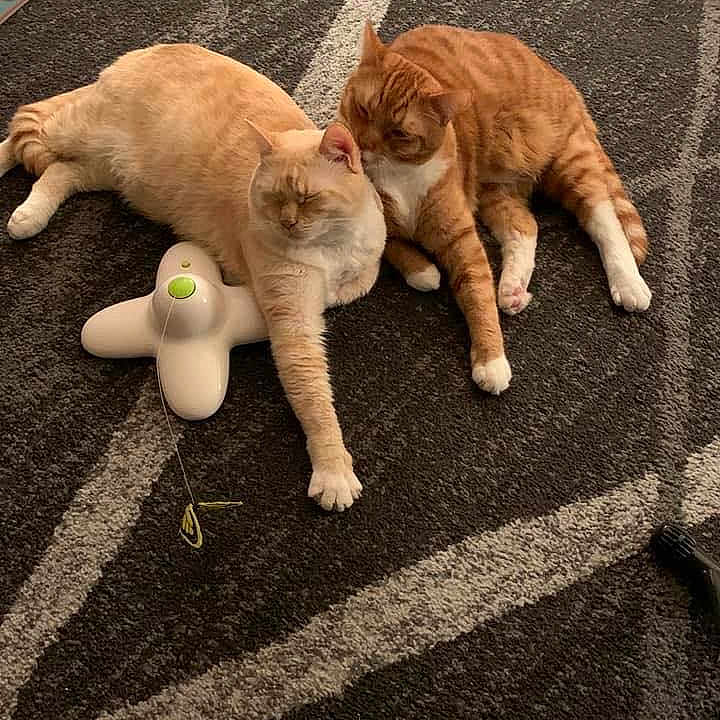 Maxx And Harley