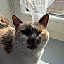 Artemis participe au concours pour gagner de l'argent avec cette photo : cat, window, sunlight, curtain, indoor, pet, animal, feline, whiskers, fur, shadow, relaxing, domestic, closeup, resting, daylight, white, brown, calm, windowsill