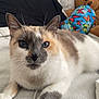 cat, blue_eyes, fur, whiskers, paws, blanket, bed, pillow, stuffed_toy, teddy_bear, indoor, resting, close_up, animal, pet, cute, cozy, soft_texture, colorful, relaxed
