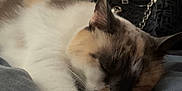 Artemis participe au concours pour gagner de l'argent avec cette photo : cat, sleeping, indoor, pet, feline, resting, blanket, fur, paw, closeup, cozy, domestic_animal, relaxation, home, animal, quiet, comfort, cute, calm, whiskers
