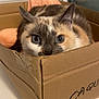 Artemis participe au concours pour gagner de l'argent avec cette photo : cat, blue_eyes, cardboard_box, orange_blanket, indoor, feline, pet, close_up, curious, whiskers, ears, fur, animal, cozy, resting, looking, home, domestic, cute, soft