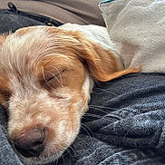 Kira participe au concours pour gagner de l'argent avec cette photo : puppy, dog, sleeping, close_up, fur, whiskers, cozy, blanket, fabric, soft, nap, resting, cute, pet, animal, brown, white, nose, ears, relaxation
