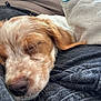 puppy, dog, sleeping, close_up, fur, whiskers, cozy, blanket, fabric, soft, nap, resting, cute, pet, animal, brown, white, nose, ears, relaxation