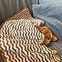 Kira a rejoint le concours — aidez-le/la à gagner de superbes lots ! dog, puppy, sleeping, blanket, couch, pillow, cozy, indoor, resting, fur, pet, snug, brown, white, zigzag_pattern, soft, relaxing, domestic, animal, comfort