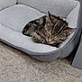 Cokkie participe au concours pour gagner de l'argent avec cette photo : animal, bed, cat, comfort, cozy, cute, domestic, floor, fur, indoor, kitten, peaceful, pet_bed, relax, resting, sleeping, small, tabby, white, young