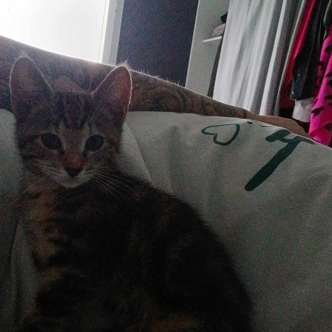 Cokkie a rejoint le concours — aidez-le/la à gagner de superbes lots ! animal, cat, cozy, curtain, cushion, cute, domestic, furniture, home, indoor, kitten, pet, relaxing, resting, shadow, soft_light, tabby, whiskers, window, young