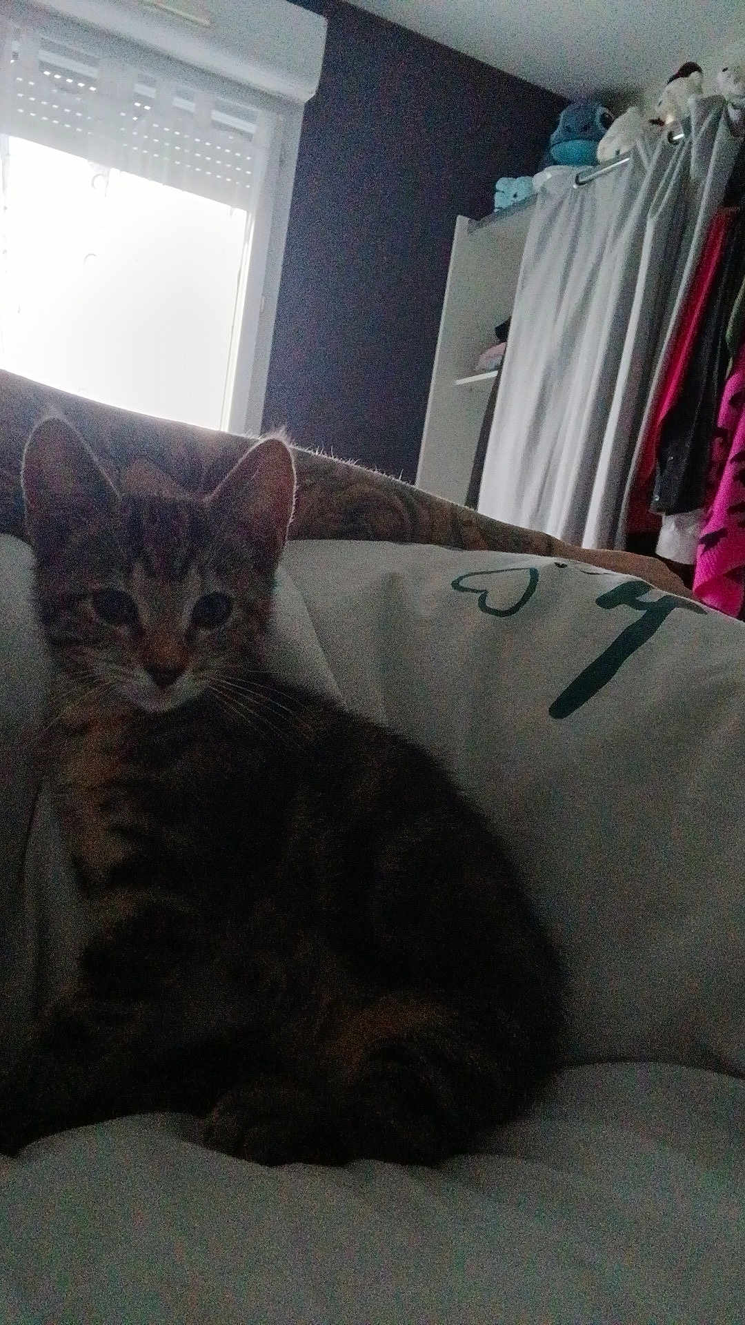 Cokkie a rejoint le concours — aidez-le/la à gagner de superbes lots ! animal, cat, cozy, curtain, cushion, cute, domestic, furniture, home, indoor, kitten, pet, relaxing, resting, shadow, soft_light, tabby, whiskers, window, young